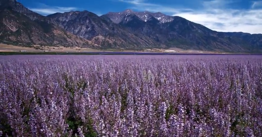 唯美薰衣草海洋植物风中高山紫色花自然风光高清实拍视频制作素材