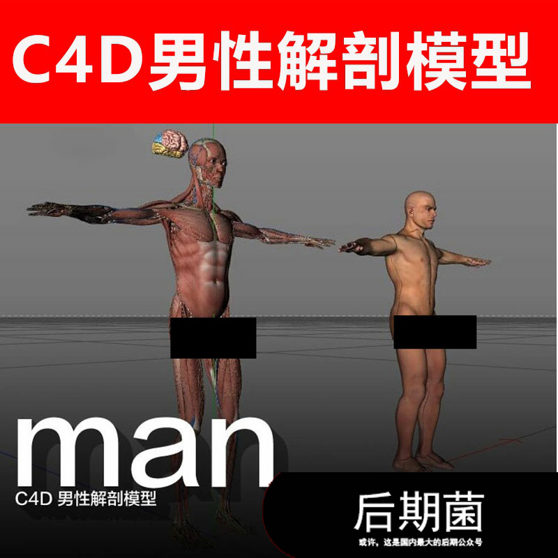 3D C4D男性医学真实解剖内脏器官大脑材质贴图模型三维素材