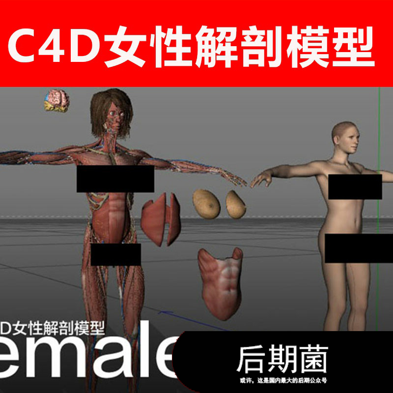 3D C4D女性医学解剖内脏器官经脉大脑材质贴图模型三维素材