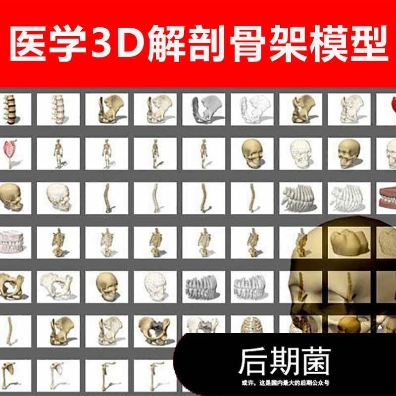 3D MAX for Vray 人体医学解剖骨架骨骼牙齿骷髅头脑模型素材