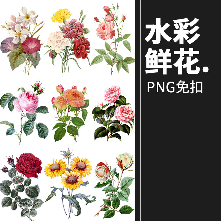 水彩写实风格花卉花朵各种鲜花向日葵植物PNG免抠图片PS设计素材